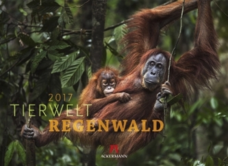 Tierwelt Regenwald 2017