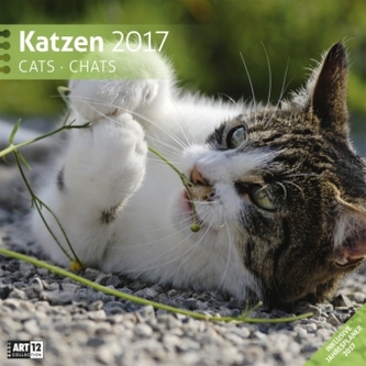 Katzen, Broschürenkalender 2017