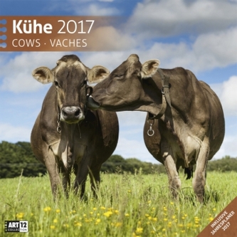 Kühe 2017