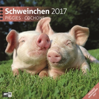 Schweinchen 2017