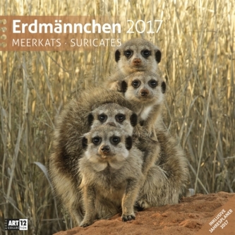 Erdmännchen 2017