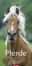 Pferde 2017
