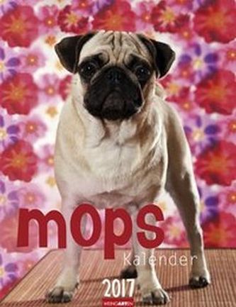 Mops Kalender 2017
