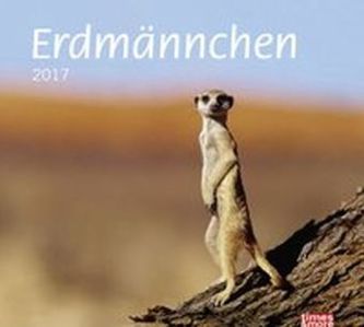 Erdmännchen Bildkalender 2017
