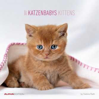 Katzenbabys / Kittens 2017