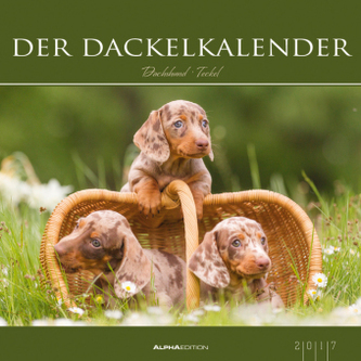 Der Dackelkalender 2017