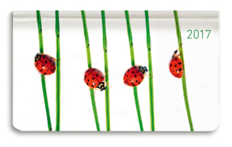 Ladytimer Pad Beetles 2017