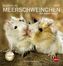 Meerschweinchen Postkartenkalender 2017