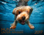 Hunde unter Wasser 2017