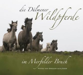 Die Dülmener Wildpferde im Merfelder Bruch