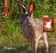 Hase