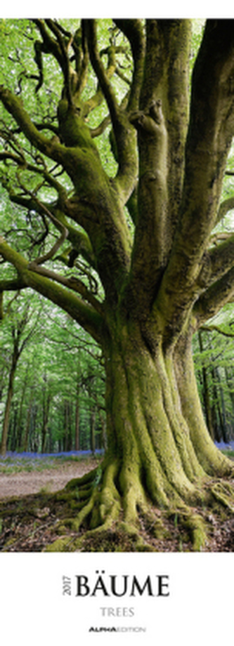 Bäume 2017, Streifenkalender XXL