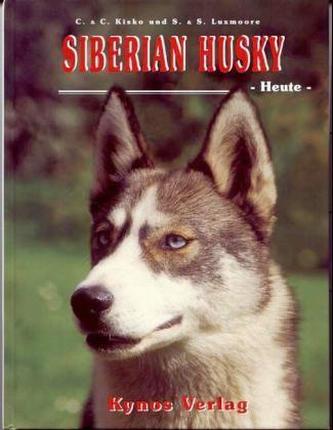 Siberian Husky heute