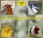 Unsere heimische Vogelwelt, 4 Audio-CDs. Folge.1-4