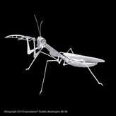 Metal Earth 3D puzzle: Kudlanka nábožná