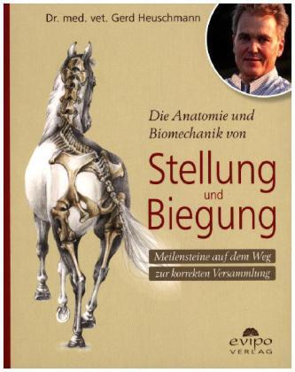 Die Anatomie und Biomechanik von Stellung und Biegung