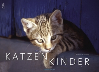 Katzenkinder 2017