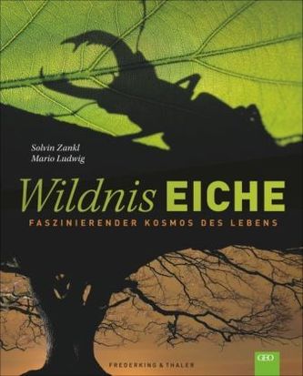 Wildnis Eiche