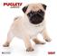 Puglets 2017