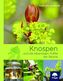 Knospen