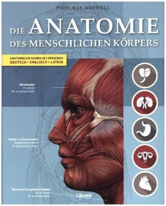 Die Anatomie des menschlichen Körpers