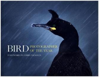 Bird Photographer Of The Year