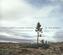 Oldest Living Things in the World