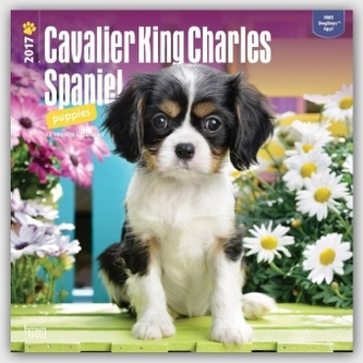 Cavalier King Charles Spaniel Puppies 2017