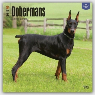 Dobermans 2017