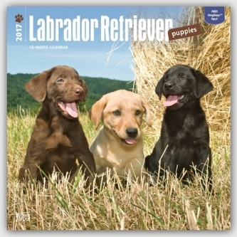 Labrador Retriever Puppies 2017