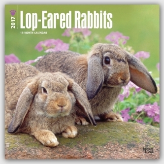 Lop-eared Rabbits 2017