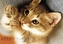 kittenlove 2017
