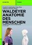 Waldeyer Anatomie des Menschen