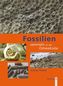 Fossilien sammeln an der Ostseeküste