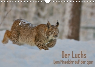 Der Luchs - Dem Pinselohr auf der Spur (Wandkalender 2016 DIN A4 quer)
