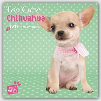 Too Cute Chihuahua 2017