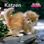 Katzen, Posterkalender 2017