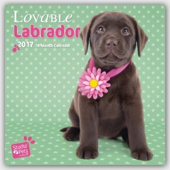 Lovable Labrador 2017