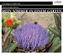 Mein Sommer in einem Garten, 3 Audio-CDs
