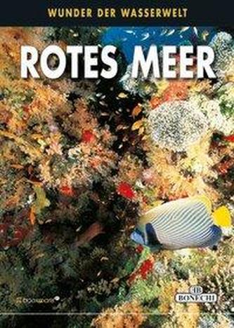 Fische im Roten Meer