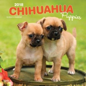 Chihuahua Puppies 2018