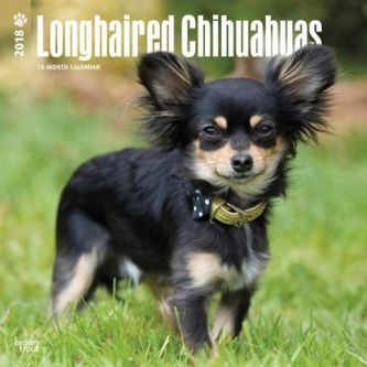 Longhaired Chihuahuas 2018