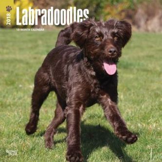 Labradoodles 2018