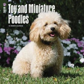 Toy and Miniature Poodles 2018