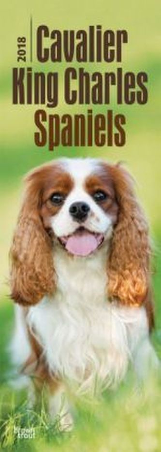 Cavalier King Charles Spaniels 2018