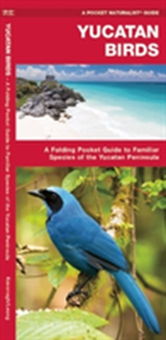 Yucatan Birds