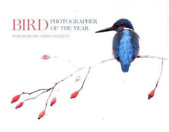 Bird Photographer Of The Year 2017