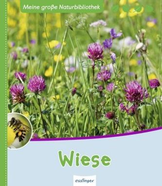 Wiese