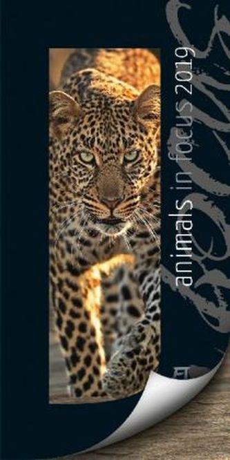 Animals in Focus 2019