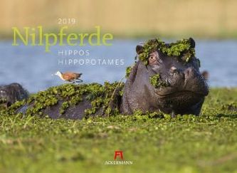 Nilpferde 2019